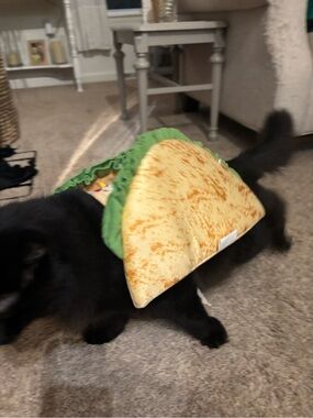 Plush Taco Dog Toy in Green and Tan - Pets Other